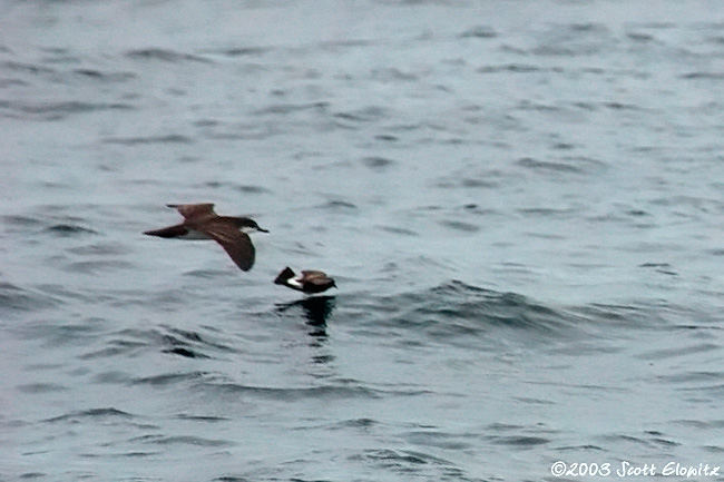 Audubon's Shearwater & Wedge-rump Storm-petrel