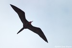 Magnificent Frigatebird