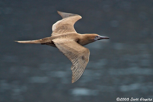 Red-footed Booby (immature)