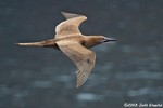 Red-footed Booby (immature)