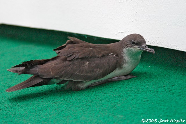 Audubon's Shearwater