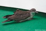 Audubon's Shearwater