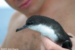 Audubon's Shearwater