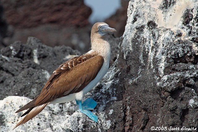 Blue-footed Booby