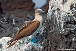 Blue-footed Booby