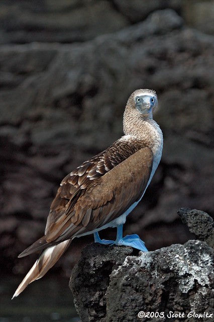 Blue-footed Booby