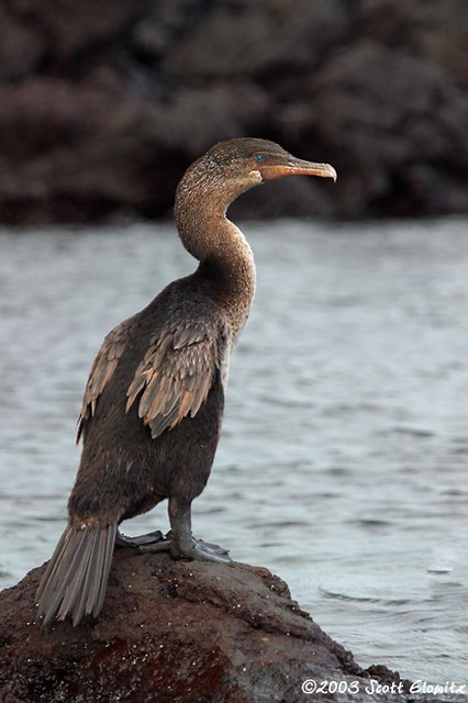 Flightless Cormorant