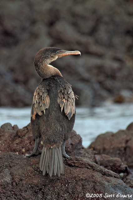 Flightless Cormorant