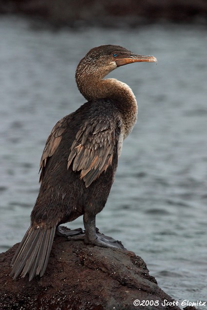 Flightless Cormorant