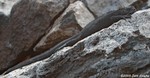 Marine Iguana