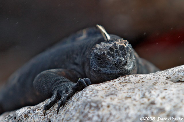 Marine Iguana