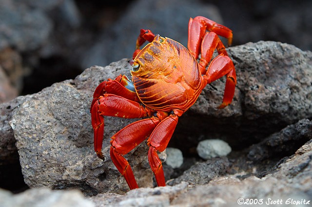 Sally Lightfoot crab