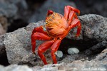 Sally Lightfoot crab