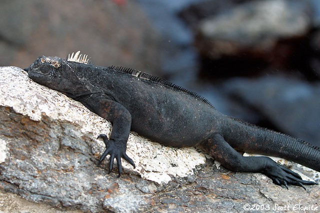 Marine Iguana