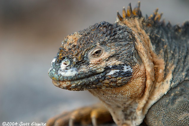 Land Iguana