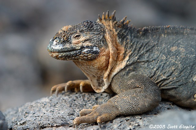 Land Iguana