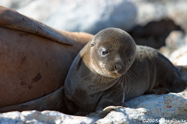 Galapagos Sea Lion