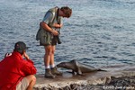 Galapagos Sea Lion