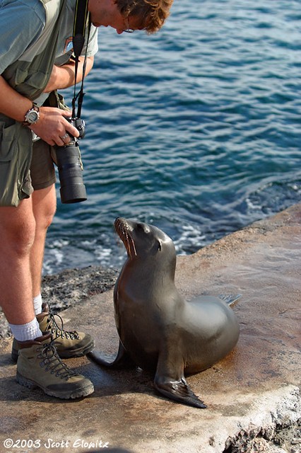 Galapagos Sea Lion