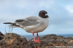 Swallow-tailed Gull