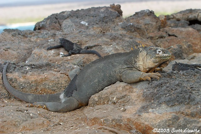 Land Iguana