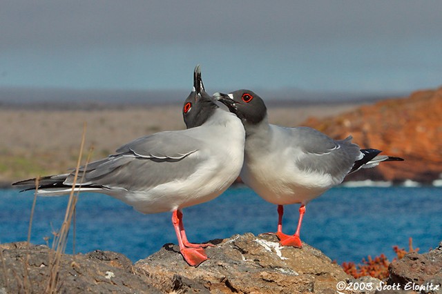 Swallow-tailed Gull