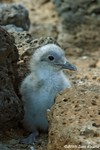 Swallow-tailed Gull chick