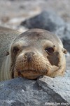 Galapagos Sea Lion