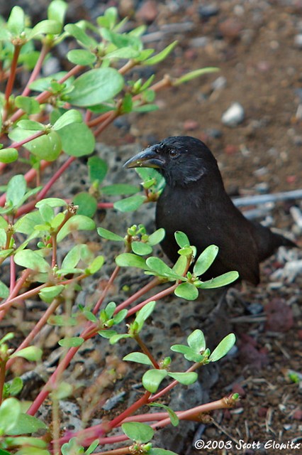 Cactus Finch