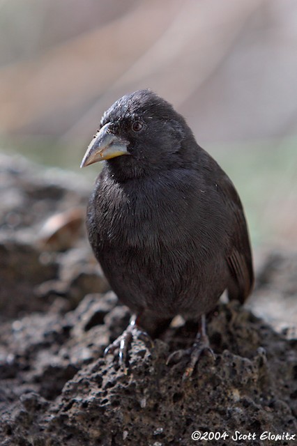 Cactus Finch