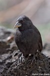 Cactus Finch