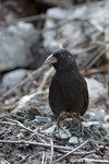 Cactus Finch