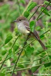 Galapagos Flycatcher