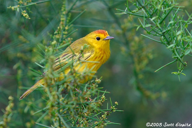 Yellow Warbler 