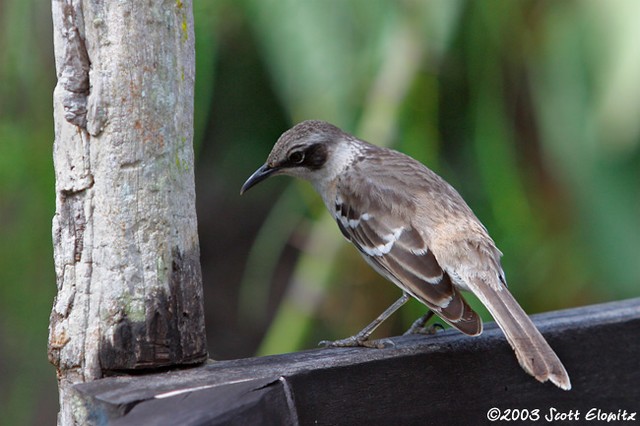 Galapagos Mockingbird