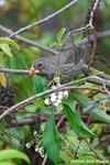 Medium Ground-finch