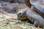 Galapagos Tortoise