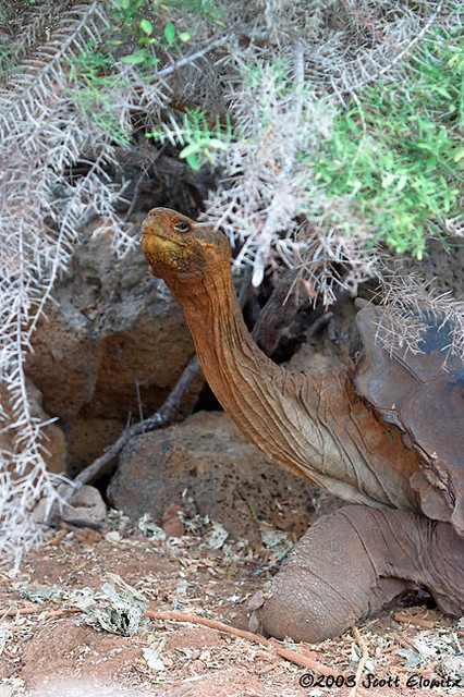 Galapagos Tortoise