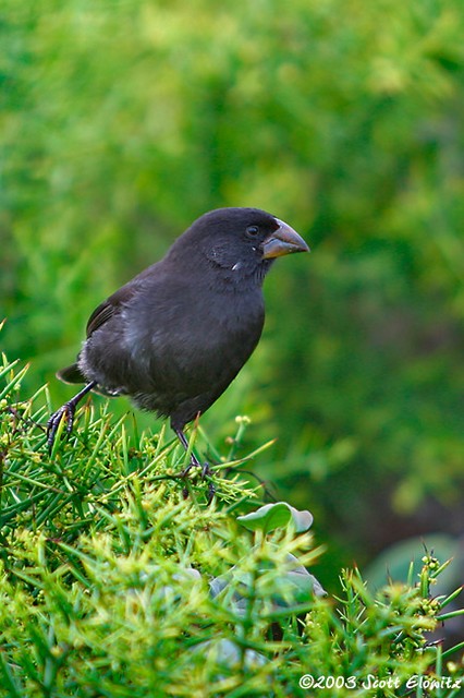 Medium Ground-finch