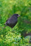 Medium Ground-finch