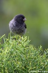 Small Ground-finch