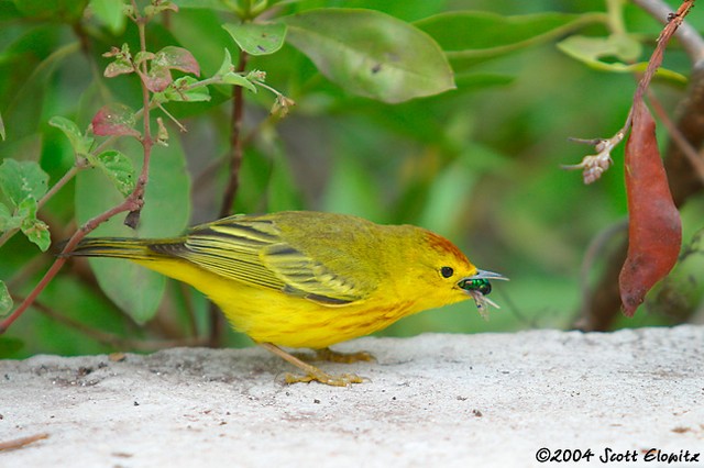 Yellow Warbler