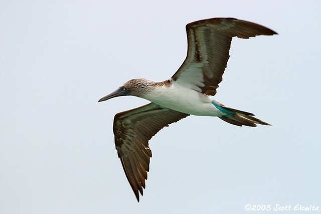 Blue-footed Booby