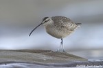 Whimbrel