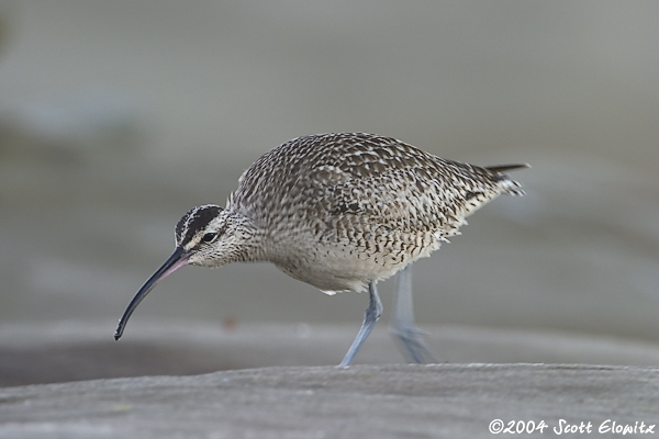 Whimbrel