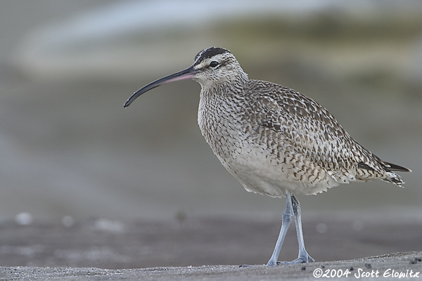 Whimbrel