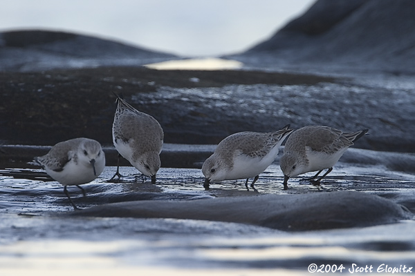 Sanderling