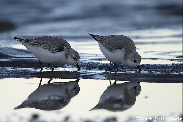 Sanderling