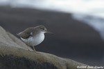 Spotted Sandpiper