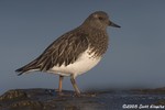 Black Turnstone